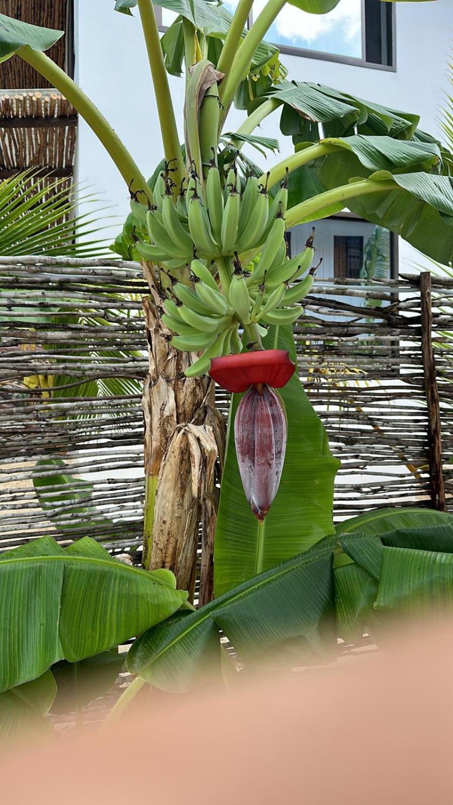 Maracuja Villa Zanzibar Bwejuu Extérieur photo